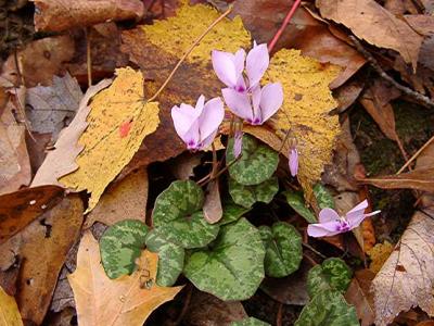 Cyclamen coum