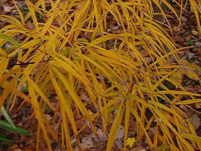 Acer palmatum linearilobum 'Atrolineare'