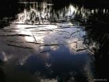 Floating Reeds