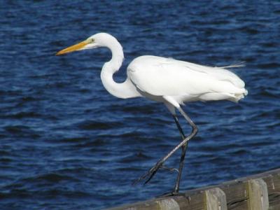 Great Egret