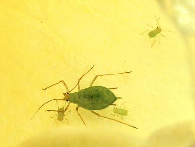 Aphid-and-babies.jpg
