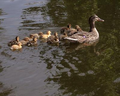 Babies-in-pond.jpg