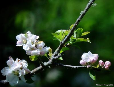 Blossoms Three