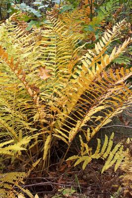 Yellow Fern Cluster