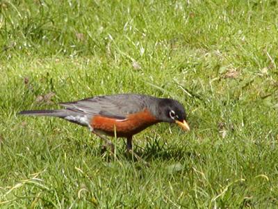 American Robin