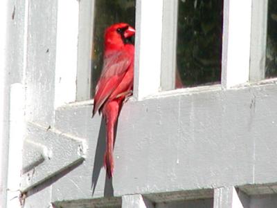Cardinal on door