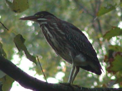 Green Heron.jpg