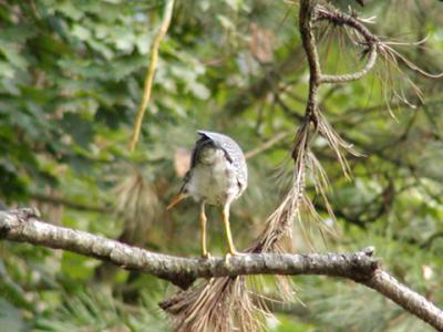 Green Heron back.jpg