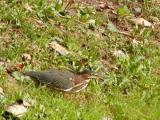 Green Heron juvenile.jpg