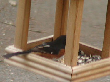 Eastern Towhee.jpg