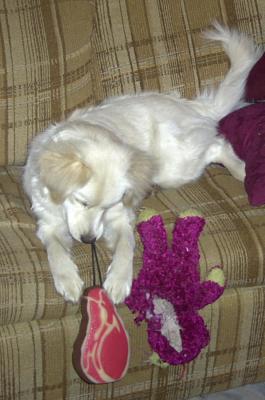 Bailey Toys.jpg