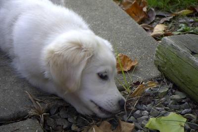 Bailey at 4 months - end of October, 2001