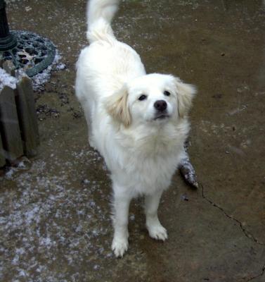 Bailey1stsnow.jpg