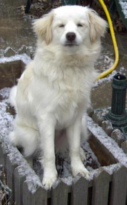 bailey1stsnow1.jpg
