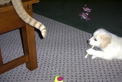 BaileyCatTail.jpg
