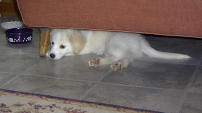Baileycouch.jpg