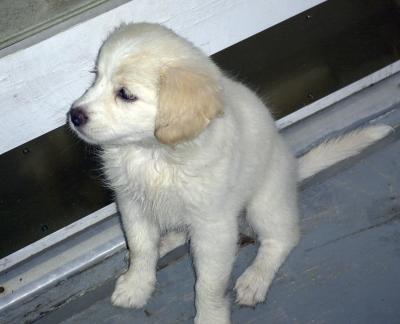 Baileypuppy.jpg