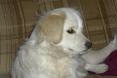 BaileyWatching.jpg