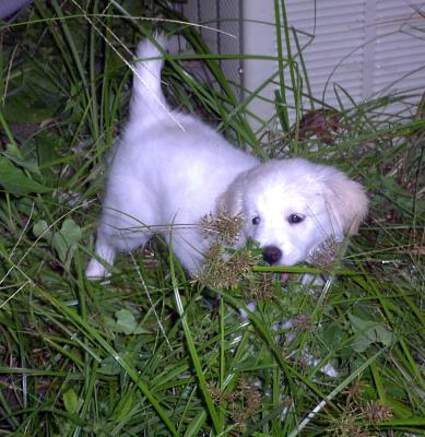 BaileyWeeds.jpg