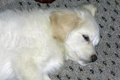 Tired Bailey.jpg