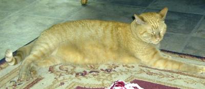 Catnap.jpg