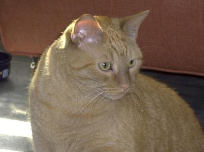 MaxCat.jpg