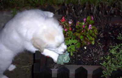 Kissing Frog.jpg