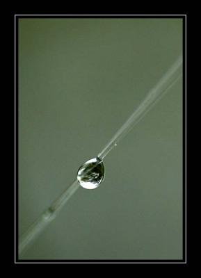 backyard droplet frame.jpg