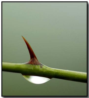 backyard thorn drop fr.jpg