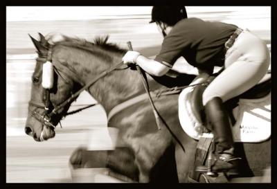 horseshow speed.jpg