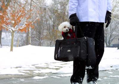 bag-a-dog1.jpg
