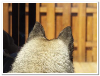 Ears