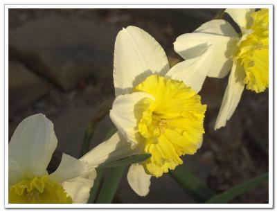 Evening Narcissus