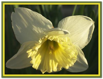Narcissus