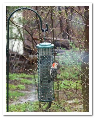 Rainy Day Red Belly