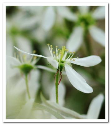 Dream Blossom