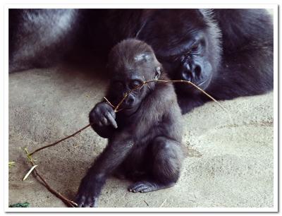 Pittsburgh Zoo