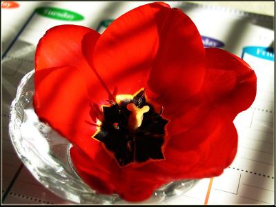 Sun tulip