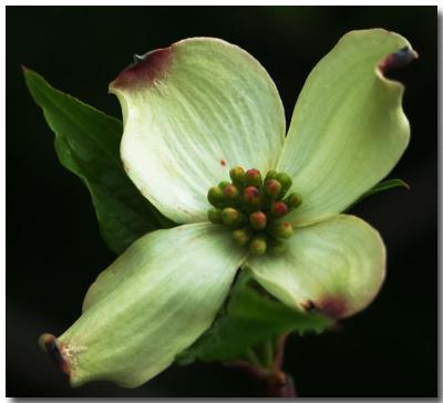 Rainy Day Dogwood