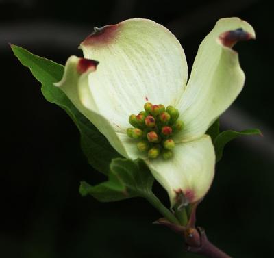Dogwood