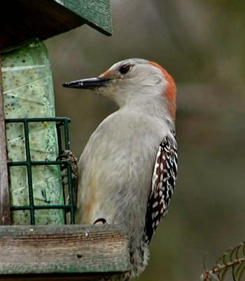 Red Bellied Woodpecker