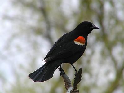 Red Winged Blackbird