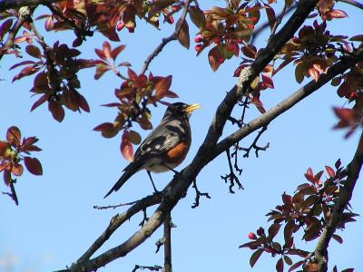 Robin