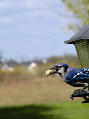 Peanut Gallery