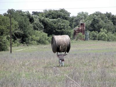 TexasScarecrow.jpg