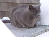 Cat Study in Grey