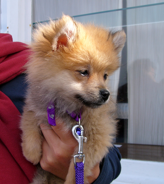 Pomeranian Pup