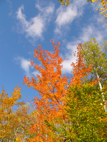 Looking Up-near my home