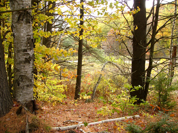 Through the trees