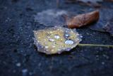 The End of Summer*